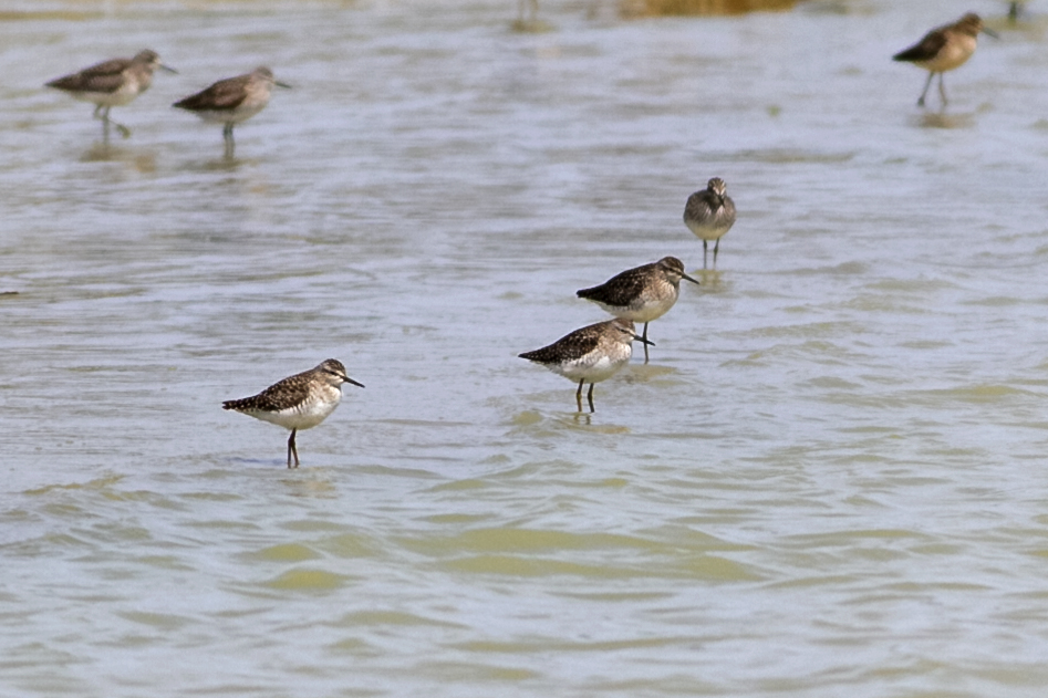 Wood Sandpiper