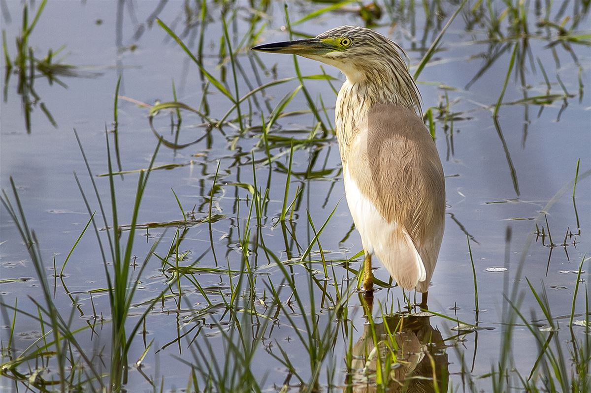 Squacco Heron