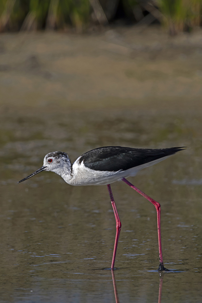 Black-winged Stilt