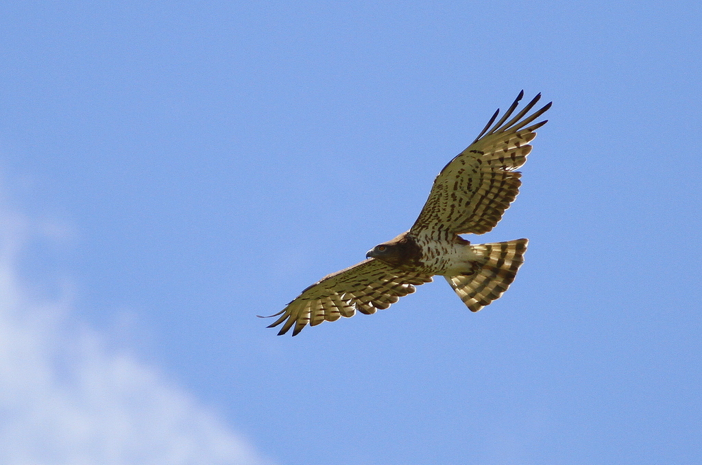 Short-toed Snake Eagle
