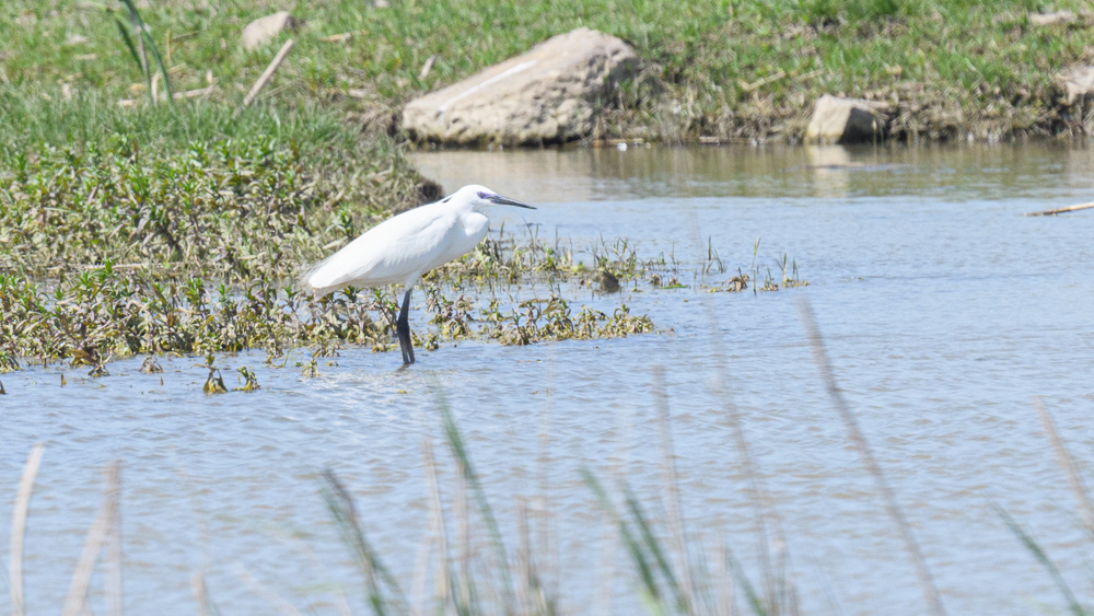 Little Egret