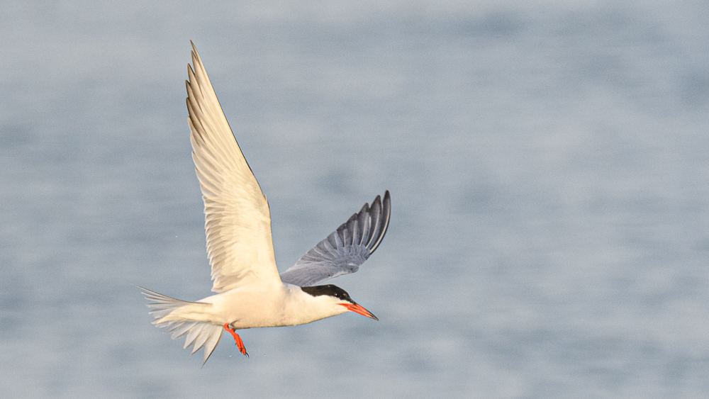 Common Tern