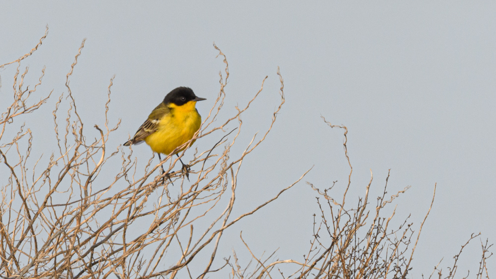Western Yellow Wagtail