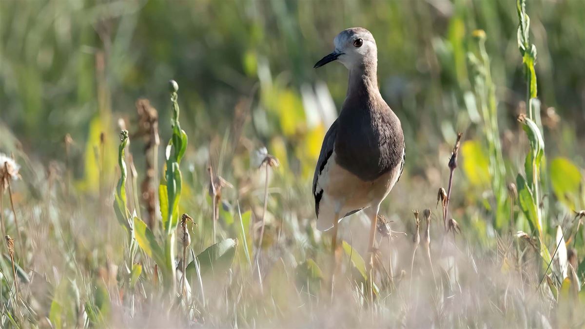 White-tailed Lapwing