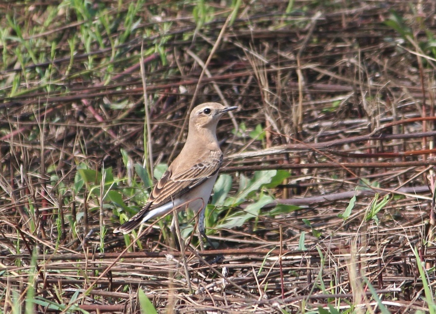 Northern Wheatear