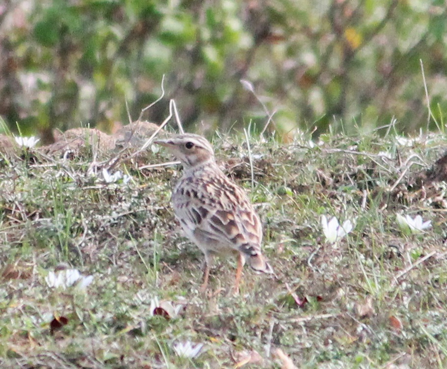 Woodlark