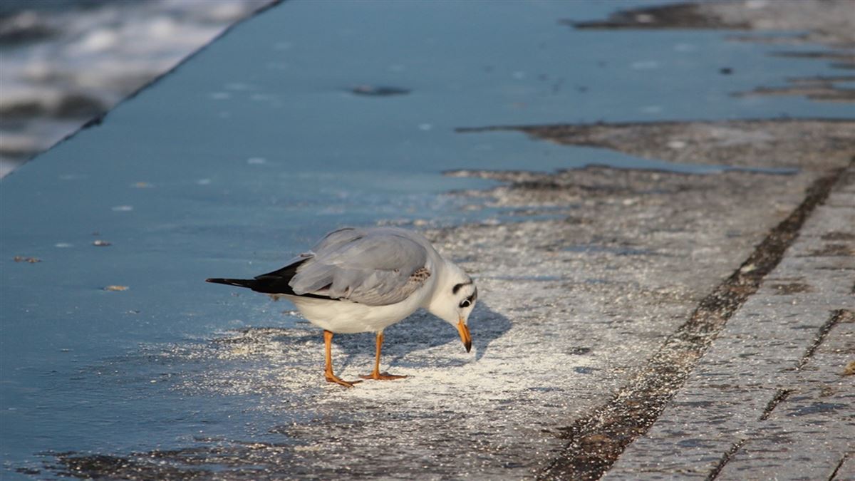 Black-headed Gull