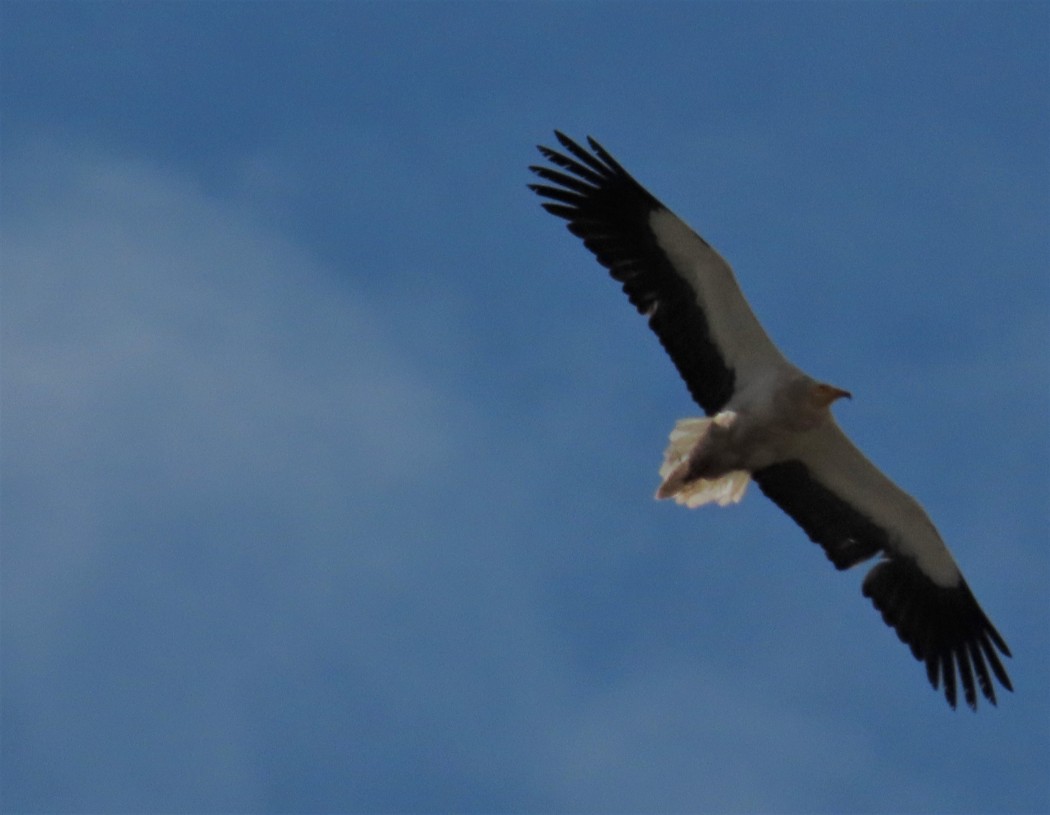 Egyptian Vulture