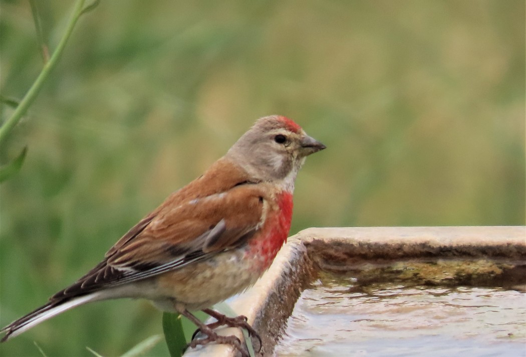 Common Linnet