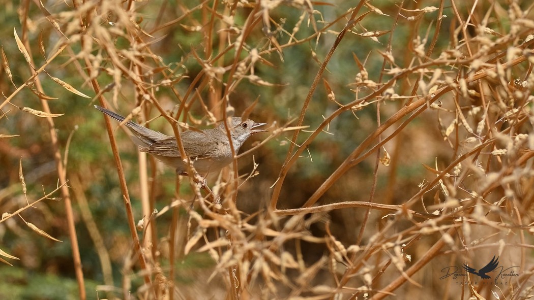 Menetries`s Warbler
