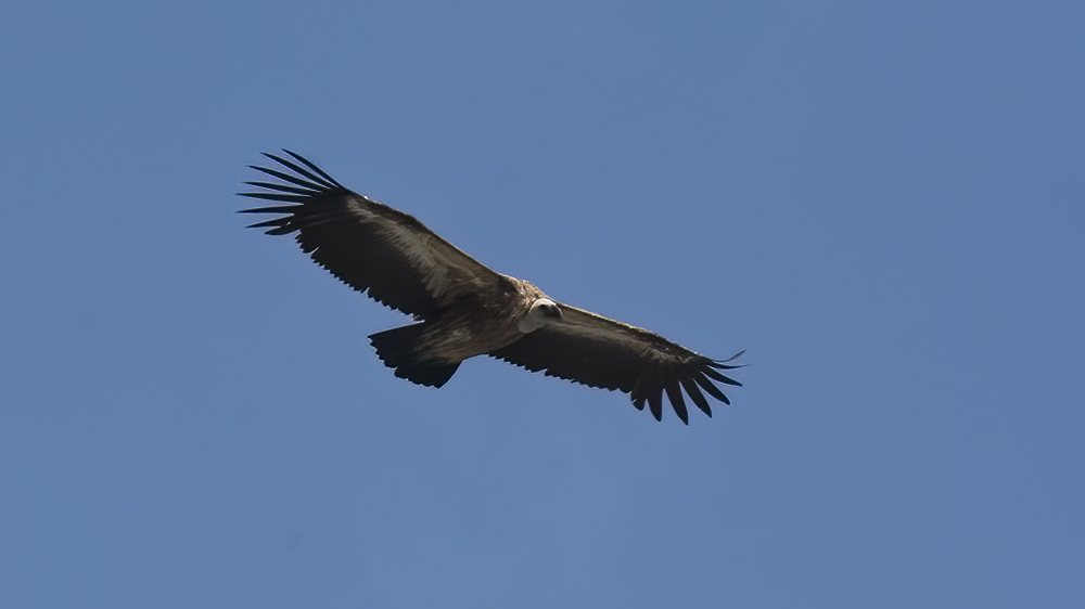 Griffon Vulture