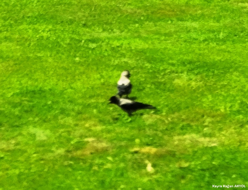 Hooded Crow