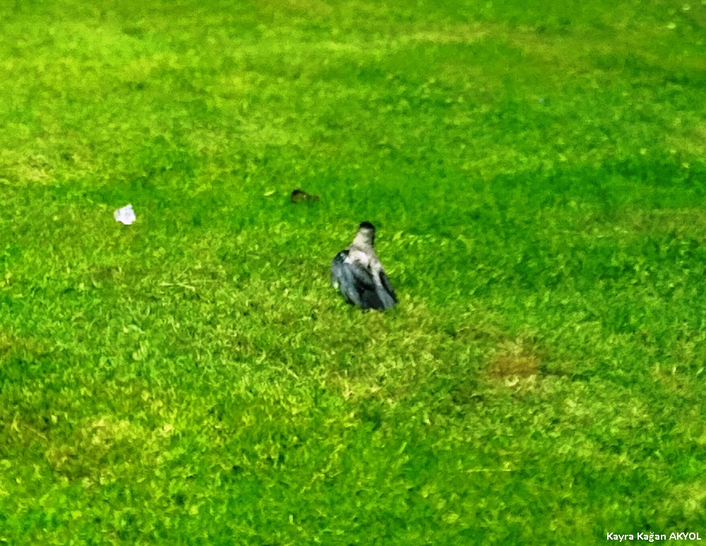 Hooded Crow