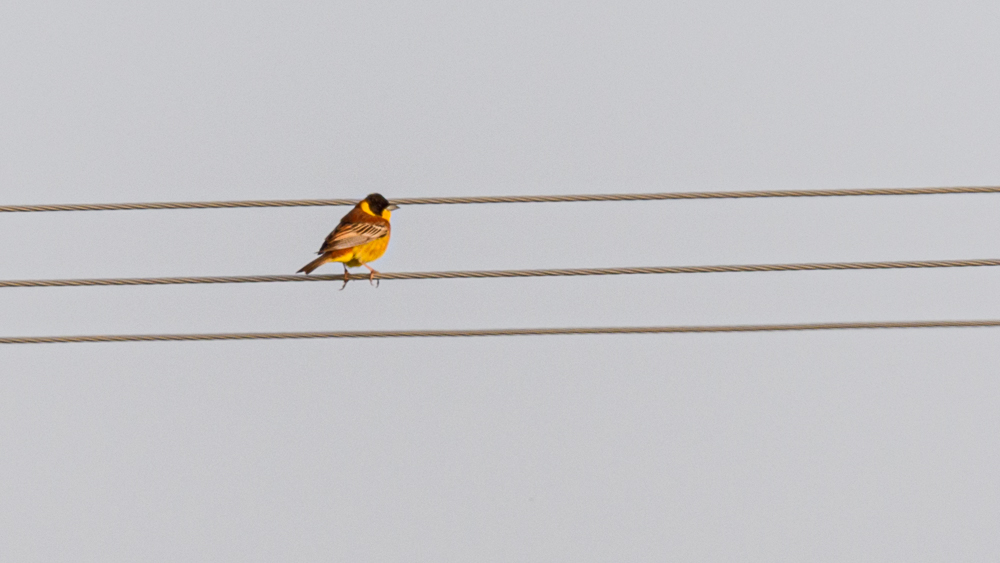 Black-headed Bunting