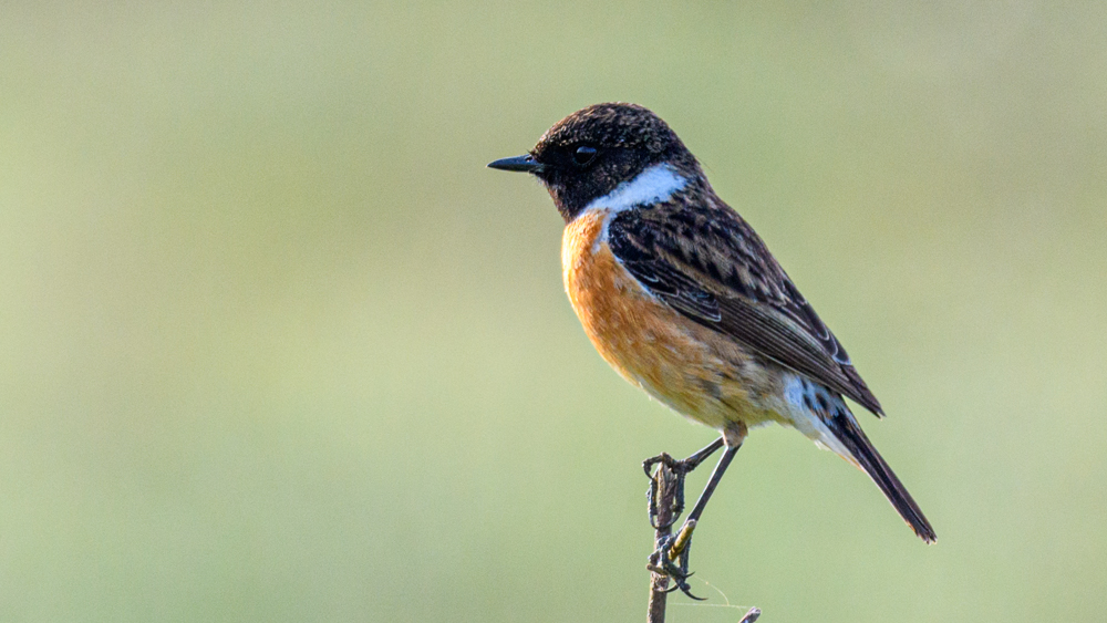 European Stonechat