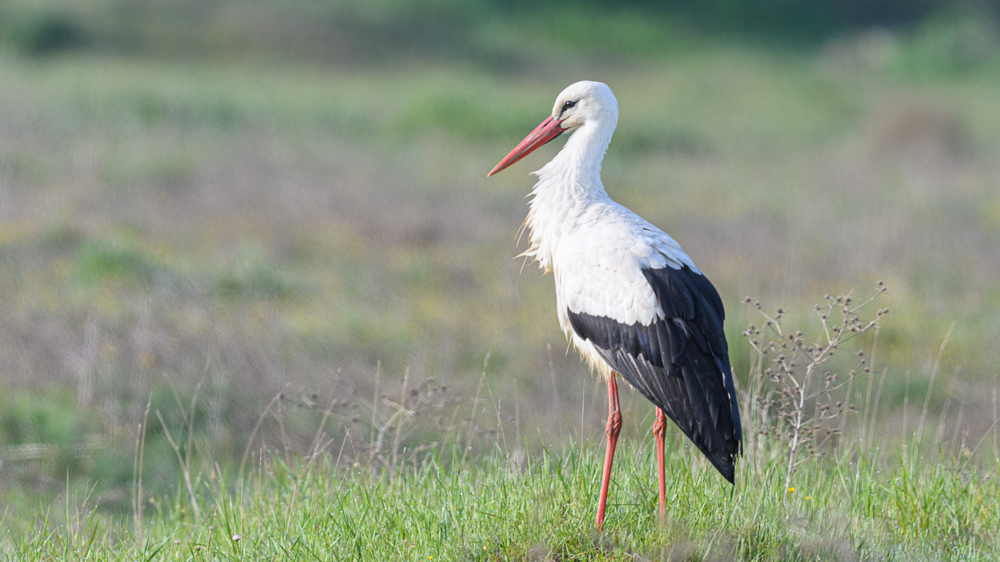 White Stork