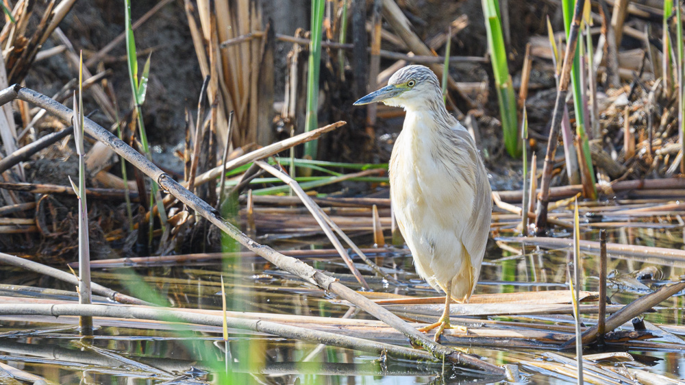 Squacco Heron