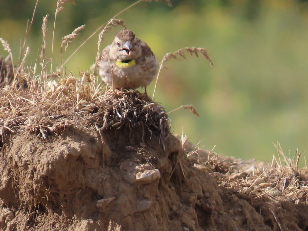 Rock Sparrow