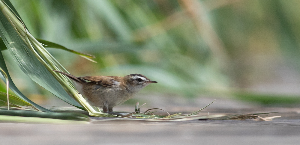 Moustached Warbler
