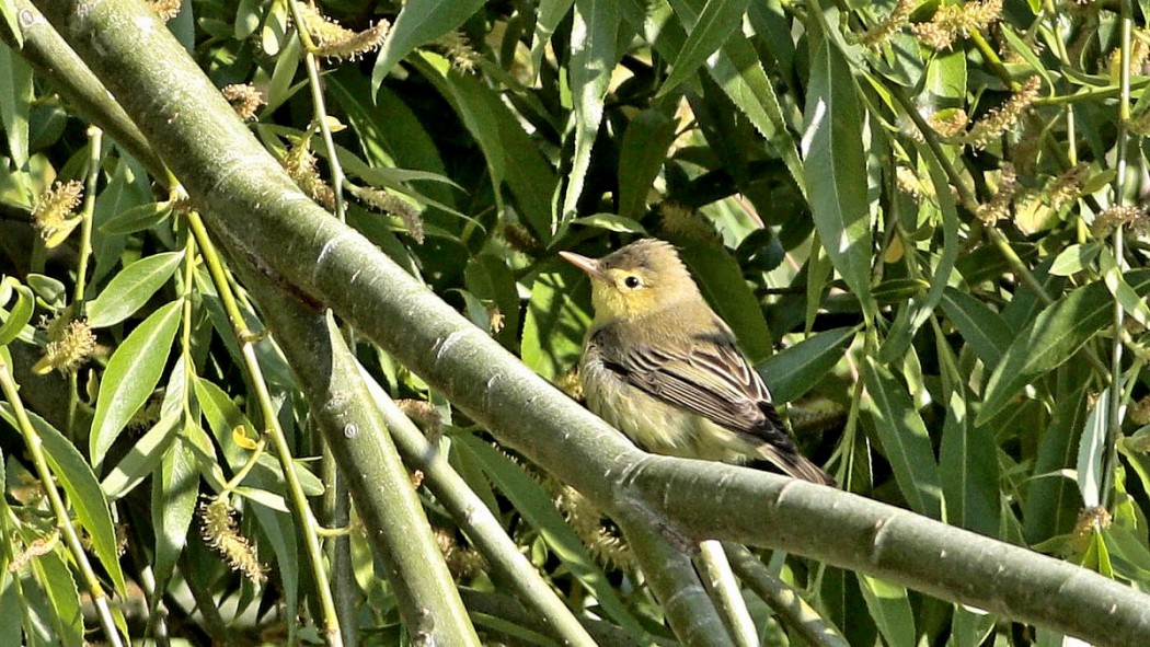 Icterine Warbler