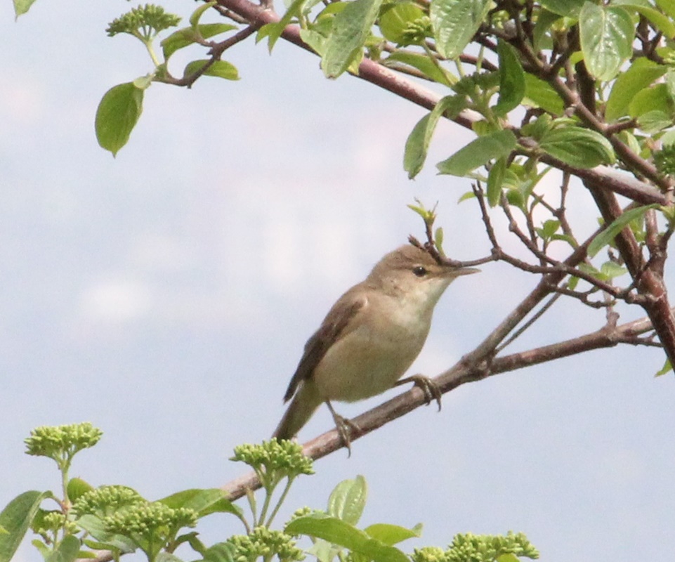 Eastern Olivaceous Warbler