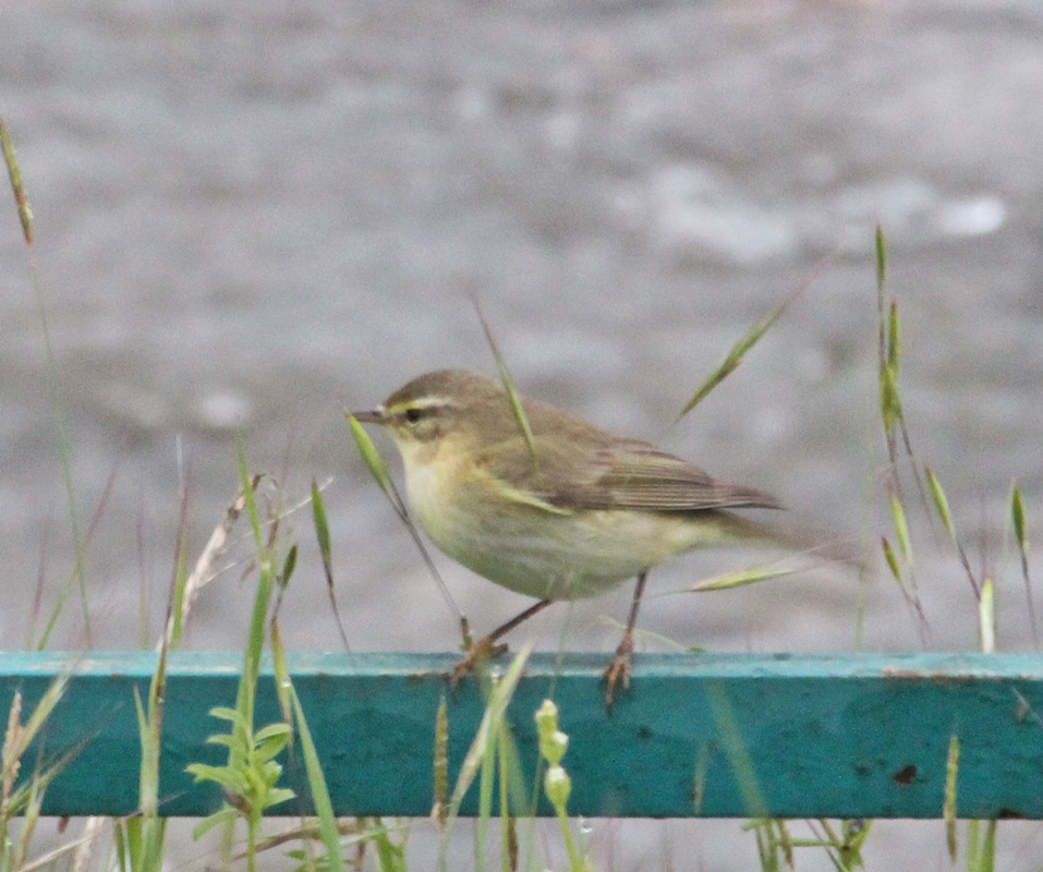 Willow Warbler