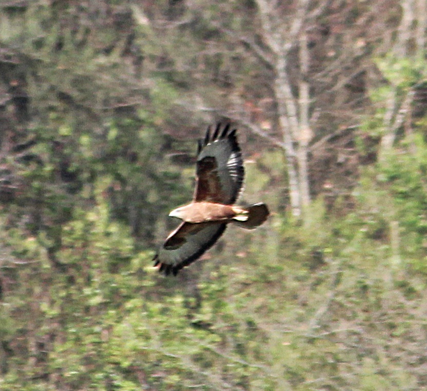 Common Buzzard