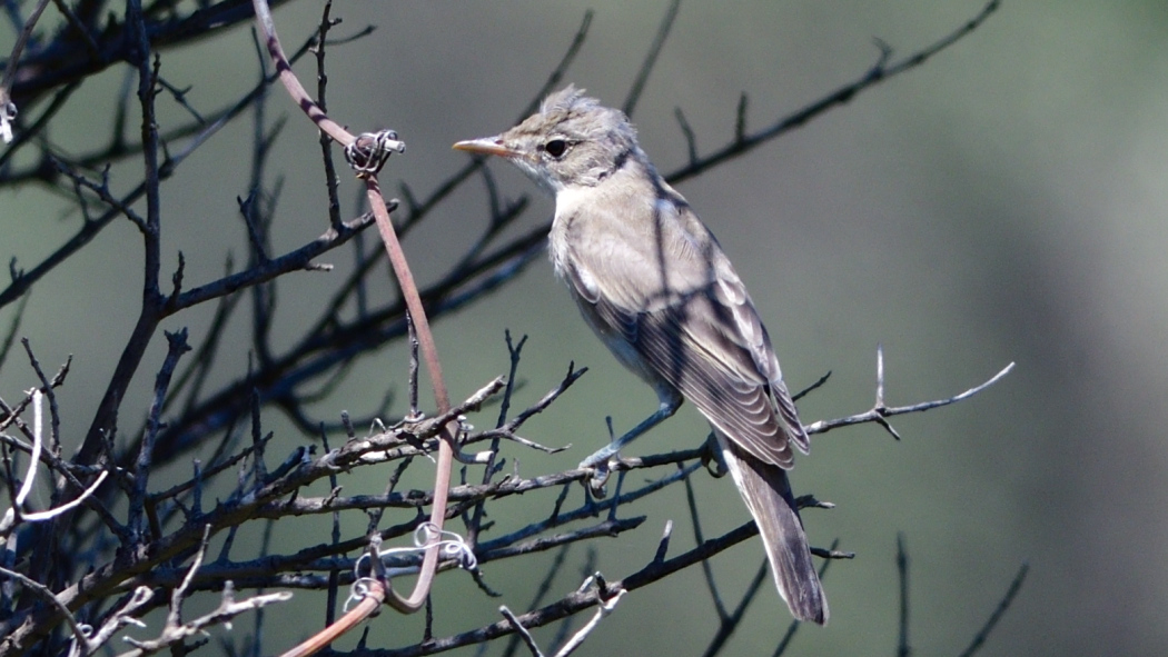 Olive-tree Warbler