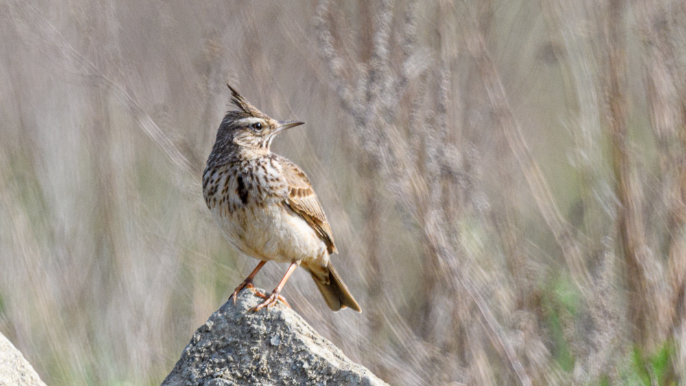 Crested Lark