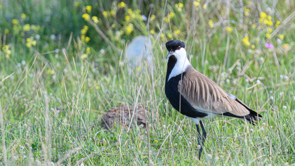 Spur-winged Lapwing