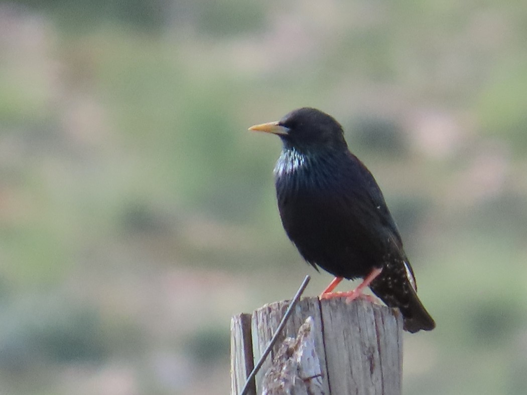 Common Starling
