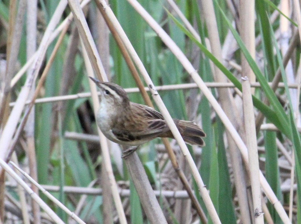 Moustached Warbler