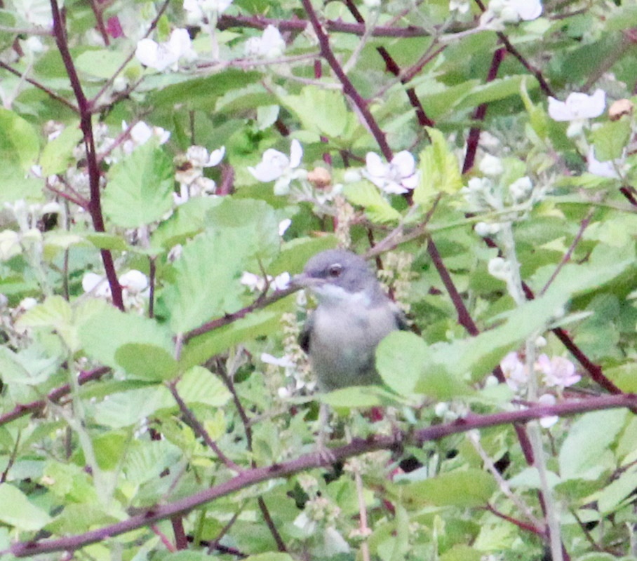 Common Whitethroat