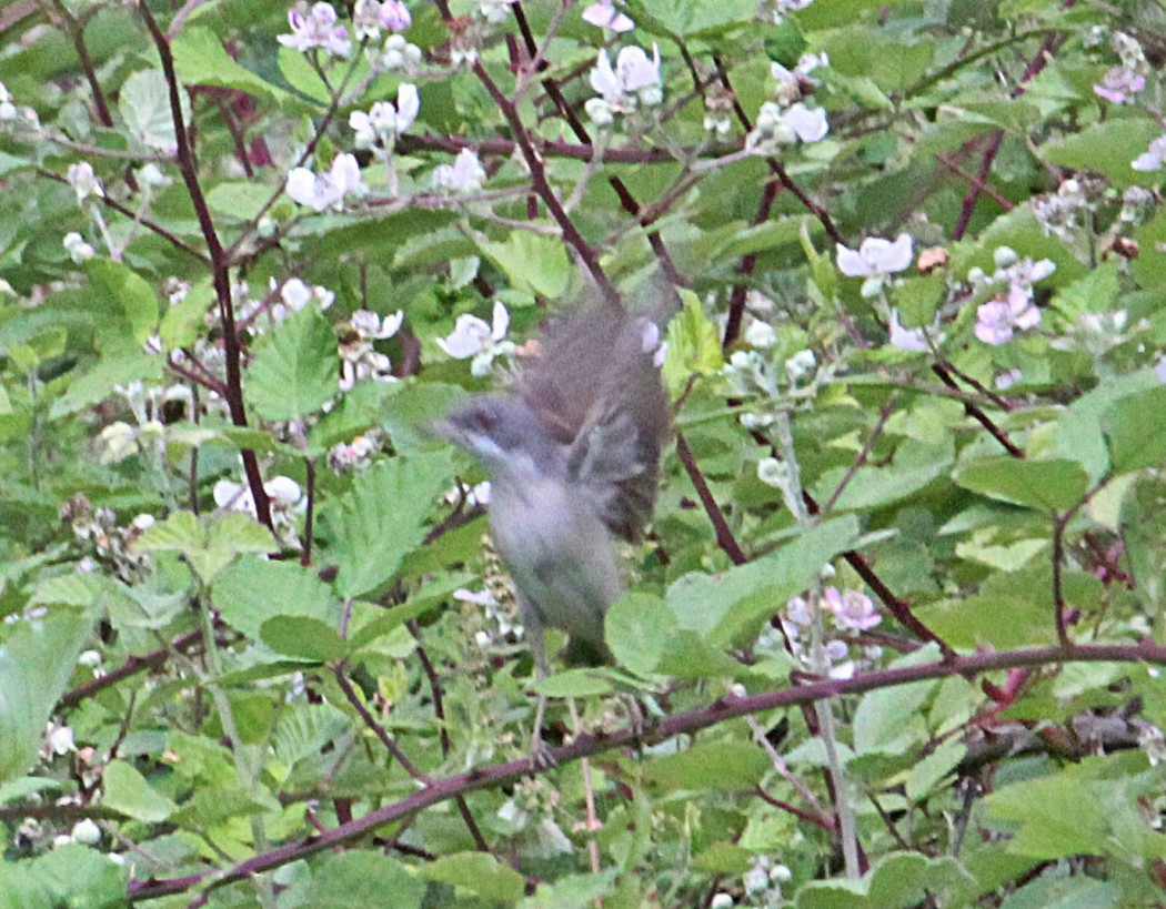 Common Whitethroat