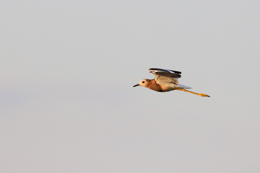 White-tailed Lapwing