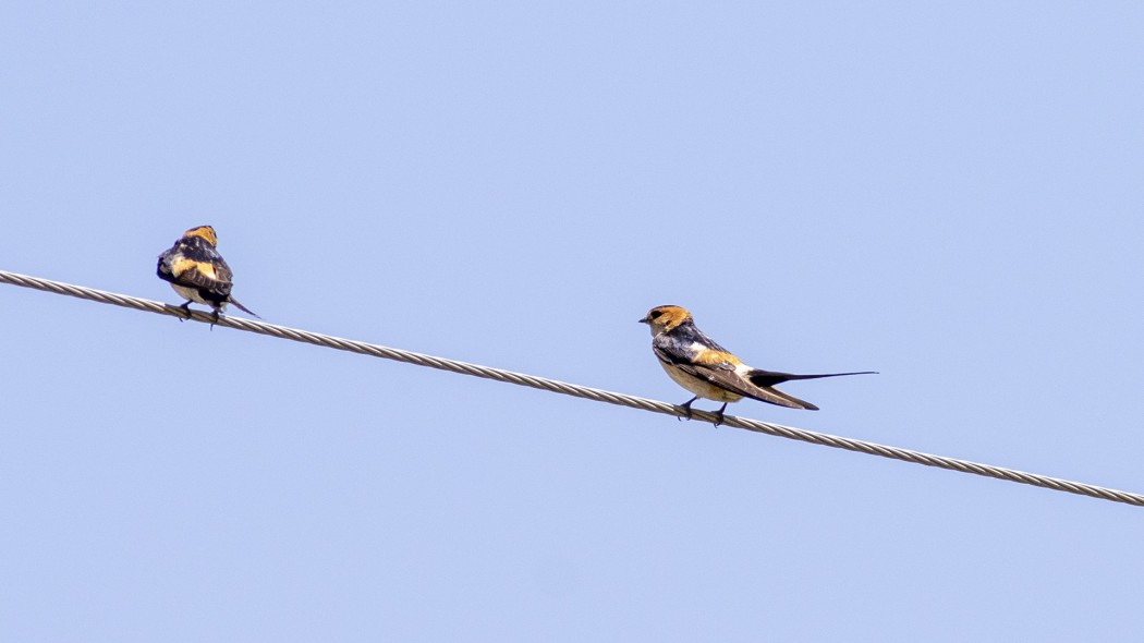 European Red-rumped Swallow