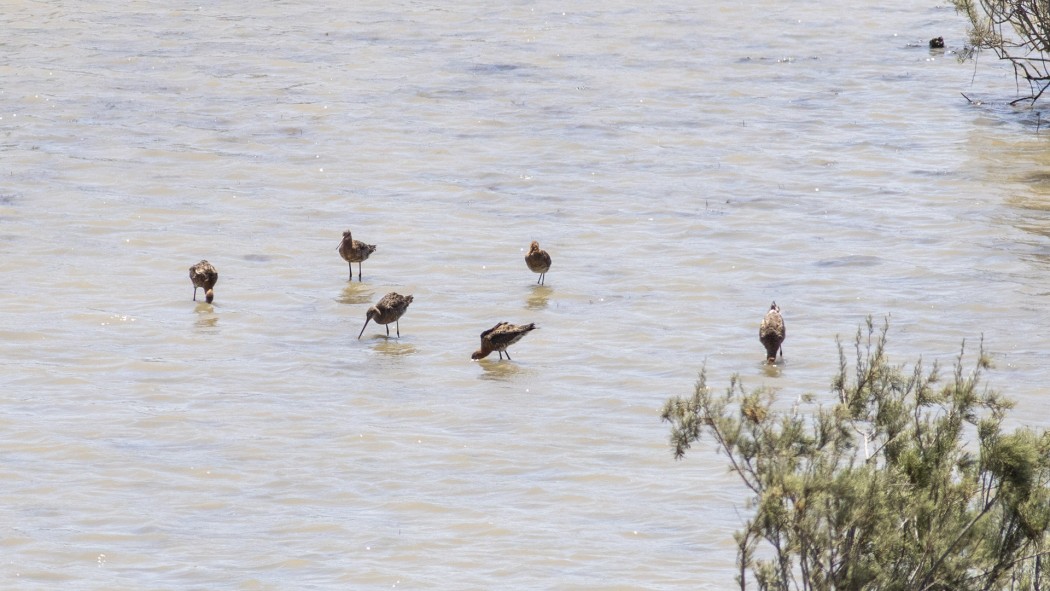 Black-tailed Godwit