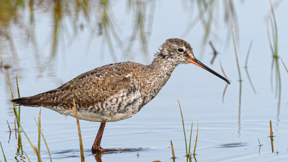 Spotted Redshank