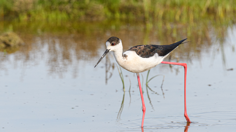 Black-winged Stilt