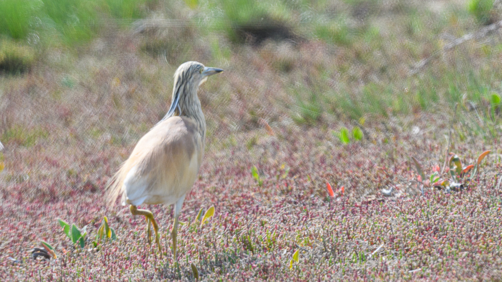 Squacco Heron