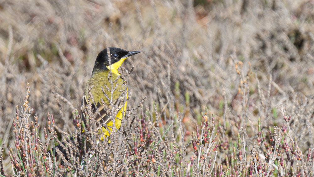 Western Yellow Wagtail