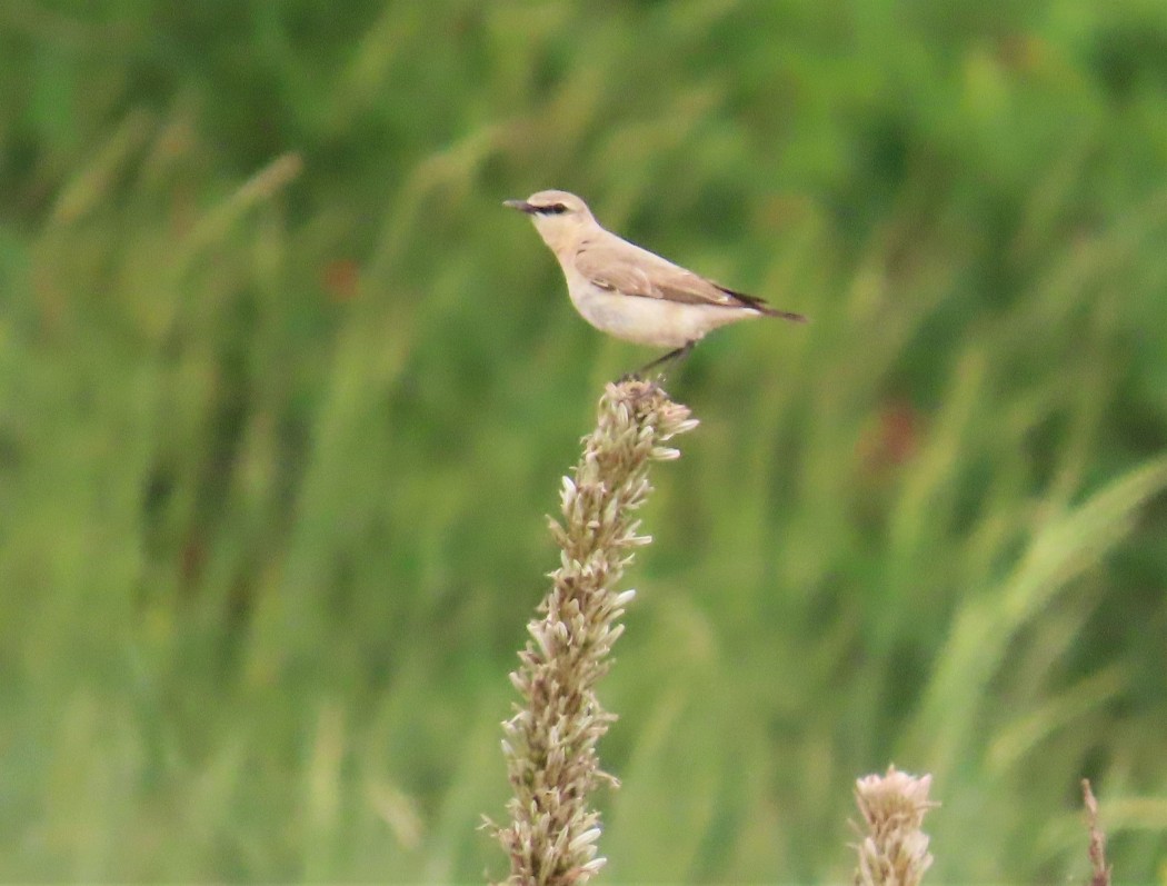 Isabelline Wheatear