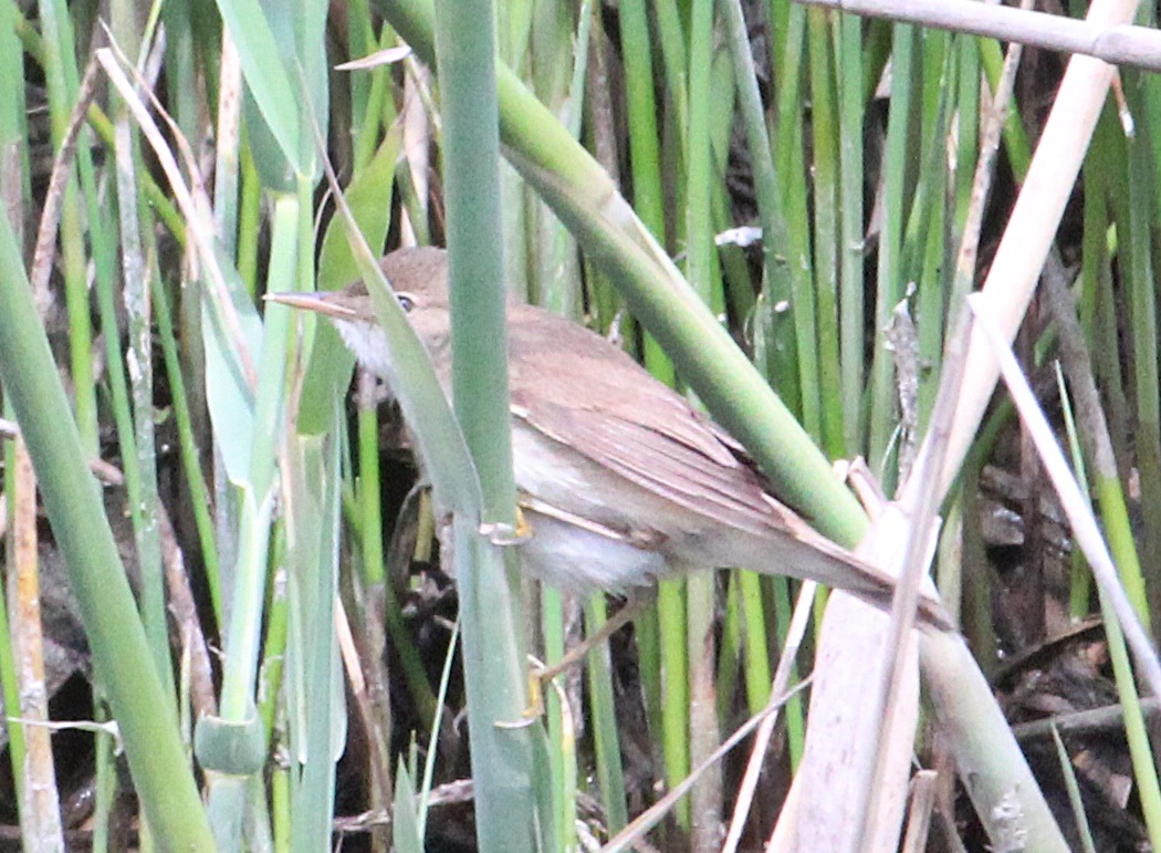 Common Reed Warbler