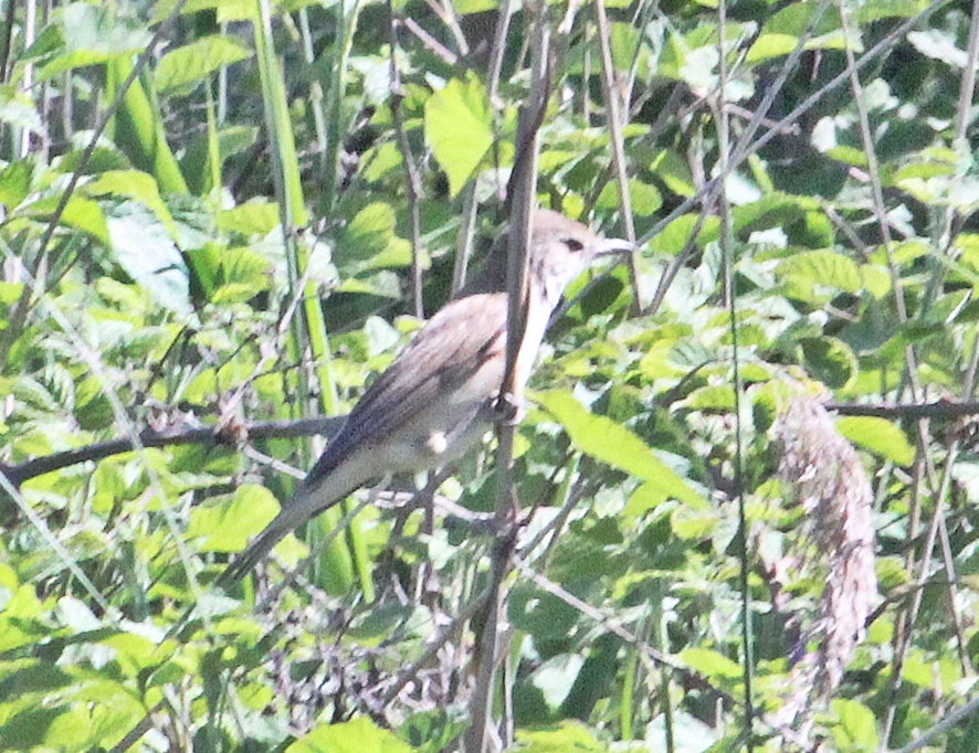 Great Reed Warbler