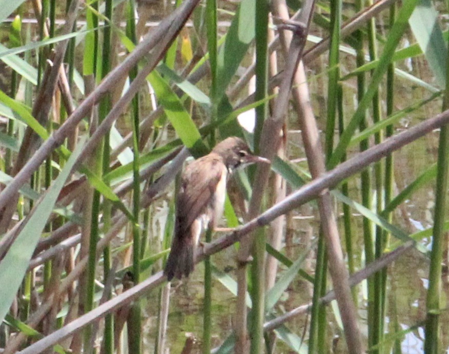 Great Reed Warbler