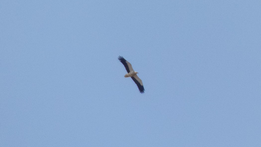 Egyptian Vulture