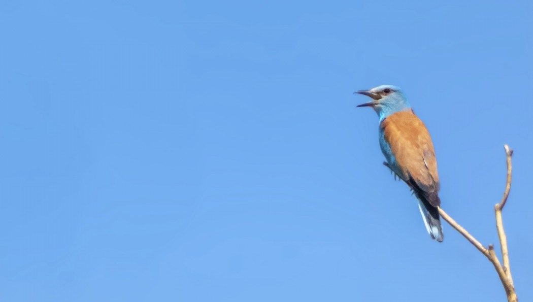 European Roller