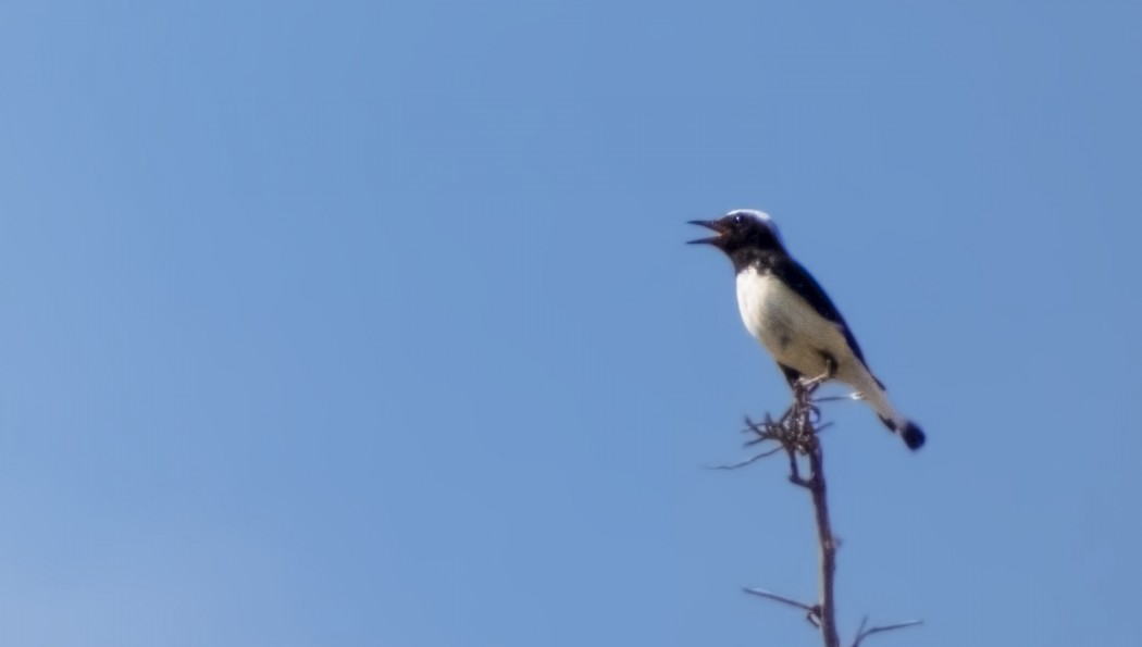 Finsch`s Wheatear