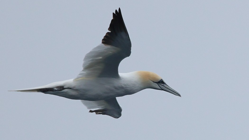 Northern Gannet