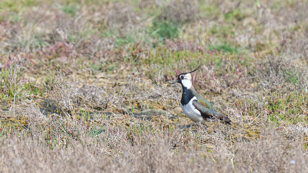 Northern Lapwing